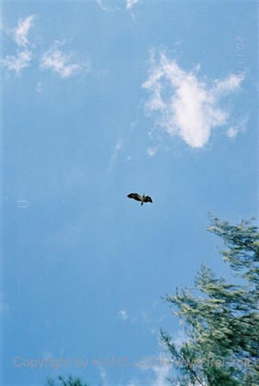 22 Thailand 2002 F1010023 Khao Lak Strand mit Raubvogel_478
